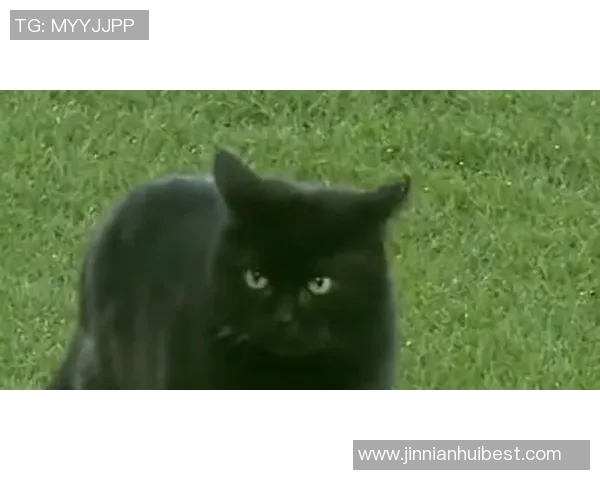 英超前瞻：黑猫挑战太妃糖能否逆袭成功引发关注